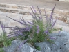 lady-bird-johnson-wildflower-center06