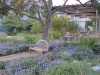 lady-bird-johnson-wildflower-center09