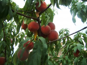 Leander TX Peaches
