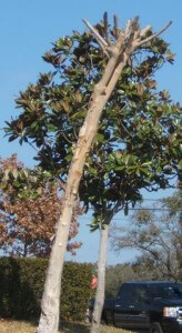Cedar Park TX Crepe Myrtles