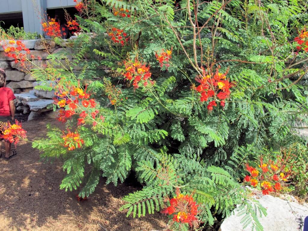 Pride of Barbados