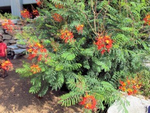 Pride of Barbados Pride of Barbados