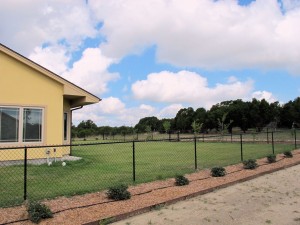 Zoysia Low Water Use Lawn Zoysia Low Water Use Lawn